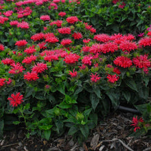 Load image into Gallery viewer, Bee Balm (Monarda didyma &#39;Pardon My Cerise&#39;)
