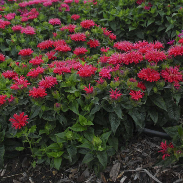 Bee Balm (Monarda didyma 'Pardon My Cerise')