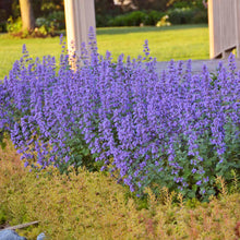 Load image into Gallery viewer, Catmint, Catnip (Nepeta faassenii &#39;Cat&#39;s Meow&#39;)
