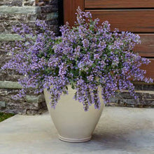 Load image into Gallery viewer, Catmint, Catnip (Nepeta faassenii &#39;Cat&#39;s Meow&#39;)
