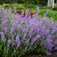 Load image into Gallery viewer, Catmint, Catnip (Nepeta faassenii &#39;Cat&#39;s Meow&#39;)
