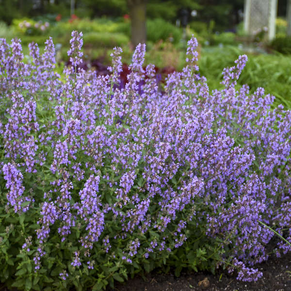 Catmint, Catnip (Nepeta faassenii 'Cat's Meow')