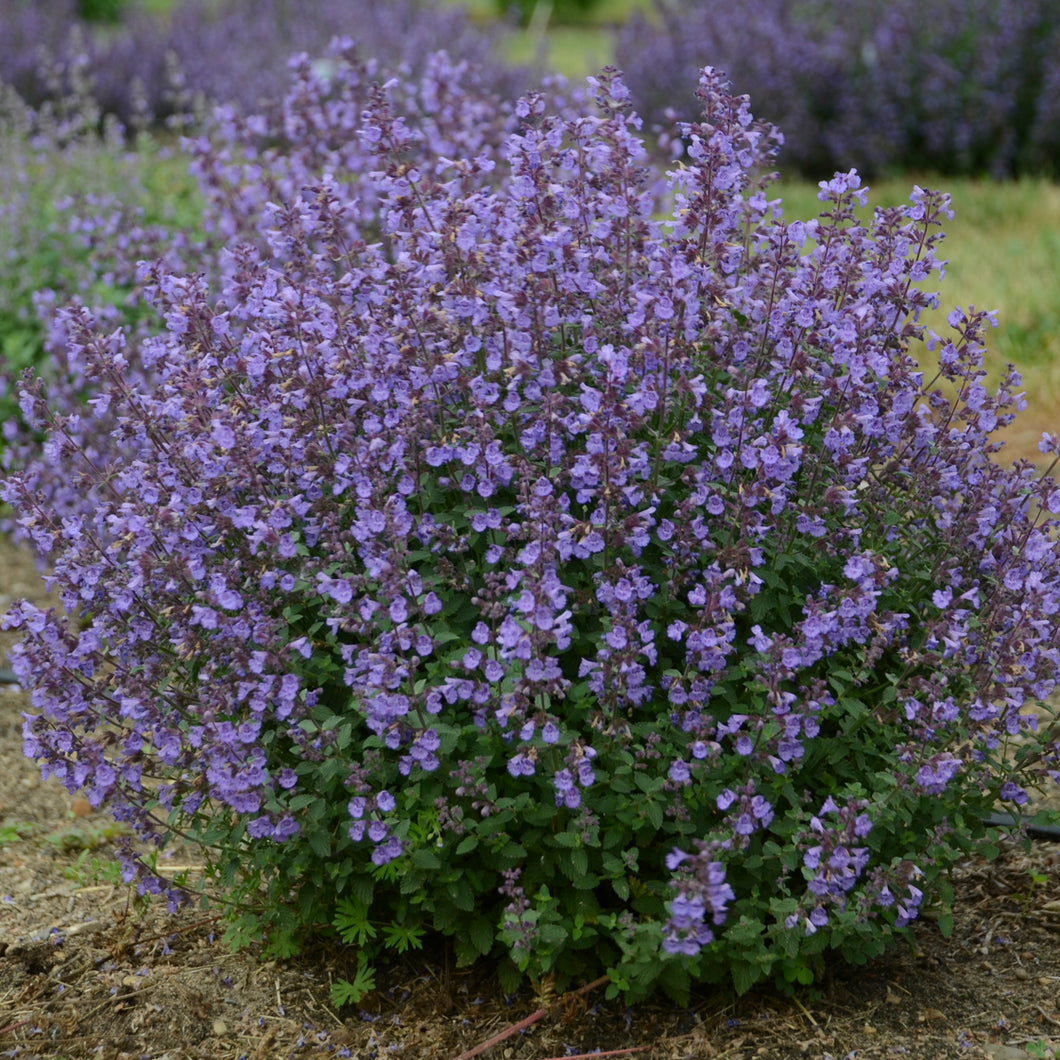 Catmint, Catnip ( 'Kitten Around')