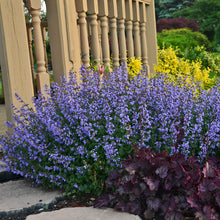 Load image into Gallery viewer, Catmint, Catnip (Nepeta faassenii &#39;Purrsian Blue&#39;)
