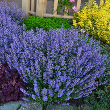 Load image into Gallery viewer, Catmint, Catnip (Nepeta faassenii &#39;Purrsian Blue&#39;)
