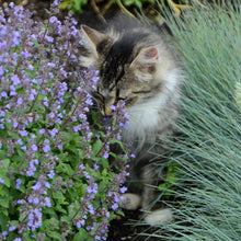 Load image into Gallery viewer, Catmint, Catnip (Nepeta faassenii &#39;Purrsian Blue&#39;)
