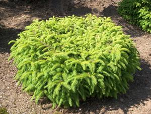 Nest Spruce (picea abies 'nidiformis')