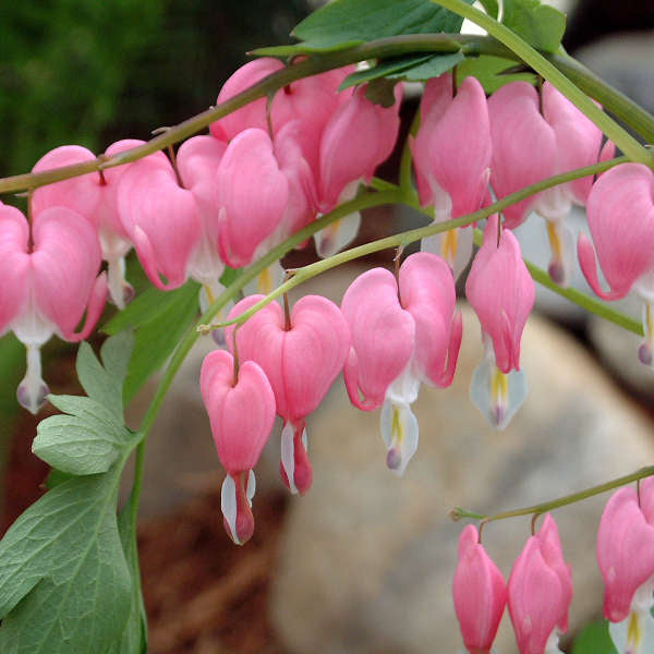 Old-Fashioned Bleeding Heart, Common Bleeding Heart  -pink