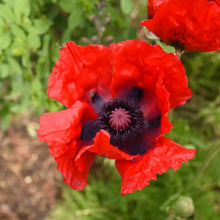 Load image into Gallery viewer, Oriental Poppy (Papaver orientalis &#39;Beauty of Livermere&#39;) 2 Gallon
