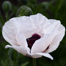 Load image into Gallery viewer, Oriental Poppy (Papaver orientalis &#39;Royal Wedding&#39;) 2Gallon
