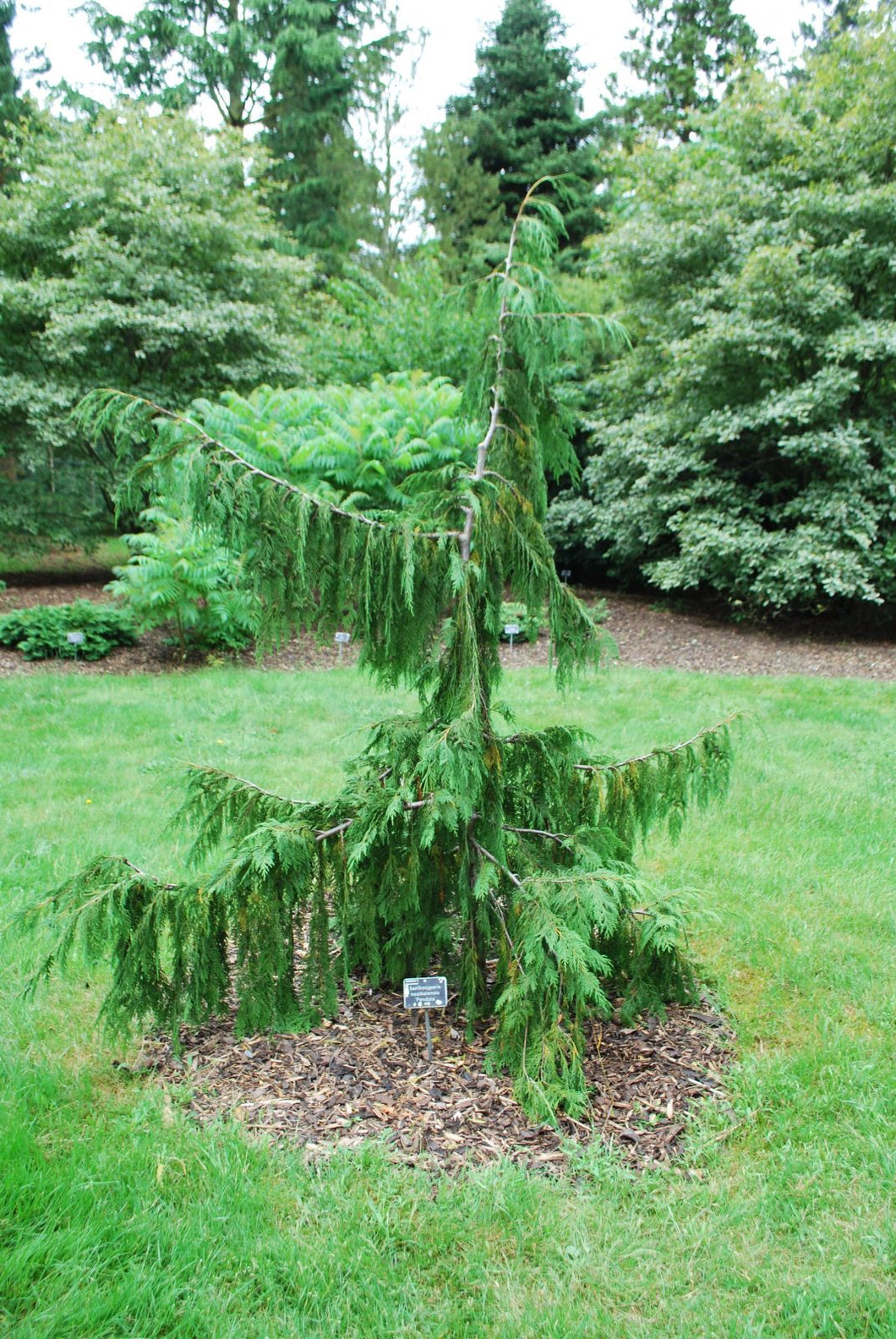 Nootka cypress (Chamaecyparis Nootkatensis 'Pendula')