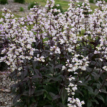 Load image into Gallery viewer, Beardtongue (Penstemon &#39;Onyx and Pearls&#39;)
