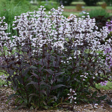 Load image into Gallery viewer, Beardtongue (Penstemon &#39;Onyx and Pearls&#39;)
