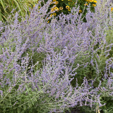 Load image into Gallery viewer, Russian Sage (Perovskia atriplicifolia) 1 Gallon
