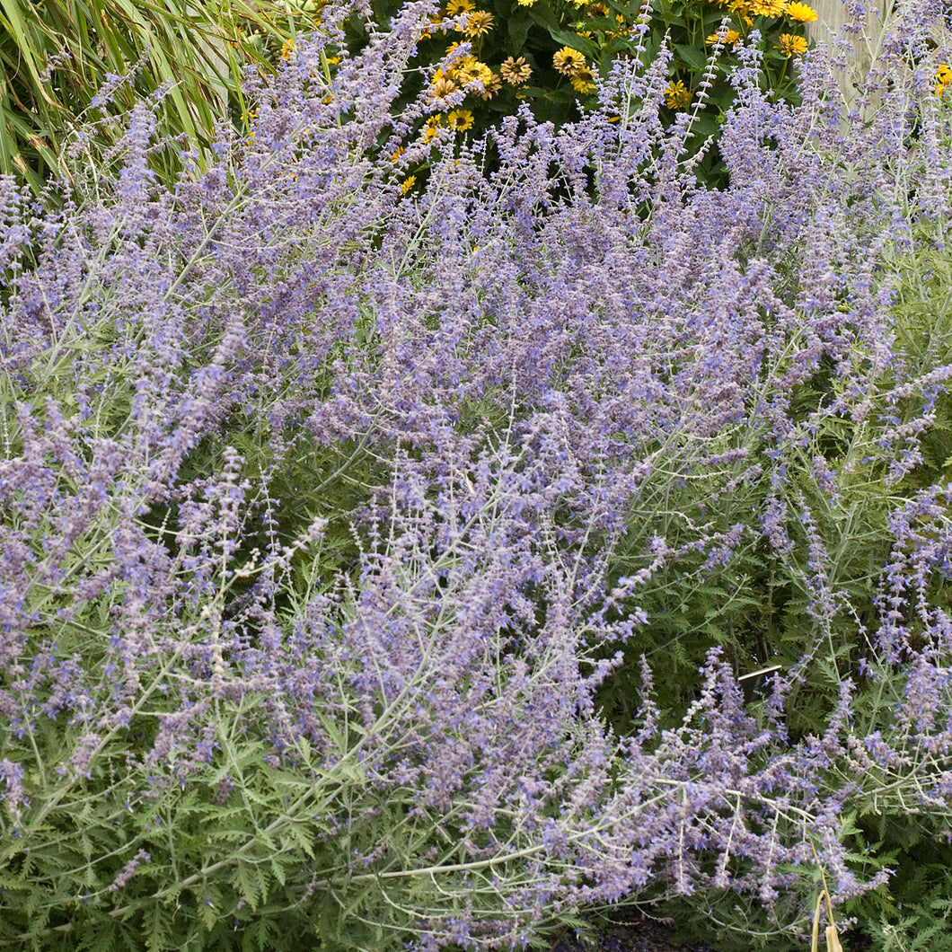 Russian Sage (Perovskia atriplicifolia) 1 Gallon