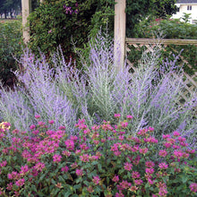 Load image into Gallery viewer, Russian Sage (Perovskia atriplicifolia) 1 Gallon
