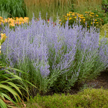 Load image into Gallery viewer, Russian Sage ( Perovskia atriplicifolia &#39;Blue Jean Baby&#39;)  2 Gallon
