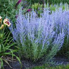 Load image into Gallery viewer, Russian Sage ( Perovskia atriplicifolia &#39;Blue Jean Baby&#39;)  2 Gallon
