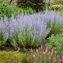 Load image into Gallery viewer, Russian Sage ( Perovskia atriplicifolia &#39;Blue Jean Baby&#39;)  2 Gallon
