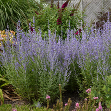 Load image into Gallery viewer, Russian Sage ( Perovskia atriplicifolia &#39;Blue Jean Baby&#39;)  2 Gallon
