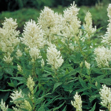 Load image into Gallery viewer, White Fleece Flower (Persicaria polymorpha )
