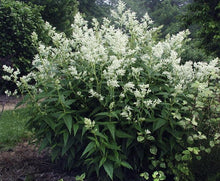 Load image into Gallery viewer, White Fleece Flower (Persicaria polymorpha )
