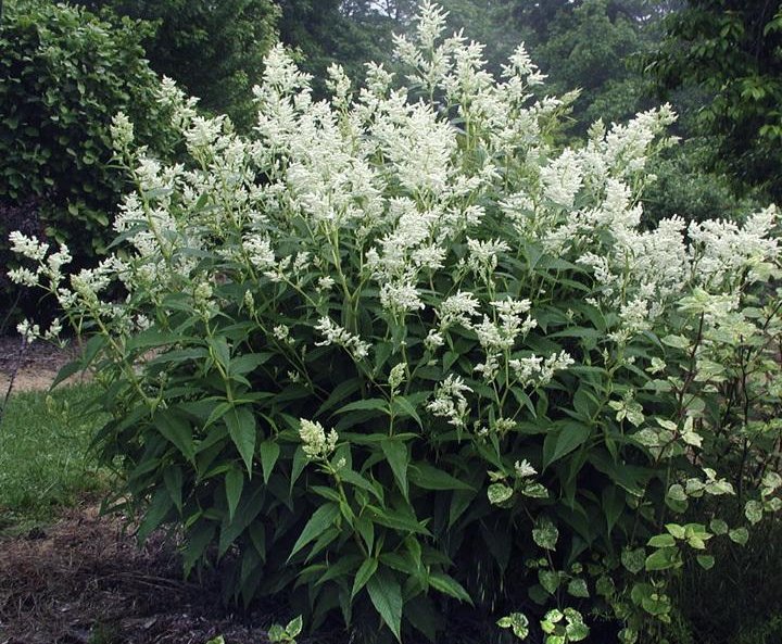 White Fleece Flower (Persicaria polymorpha )