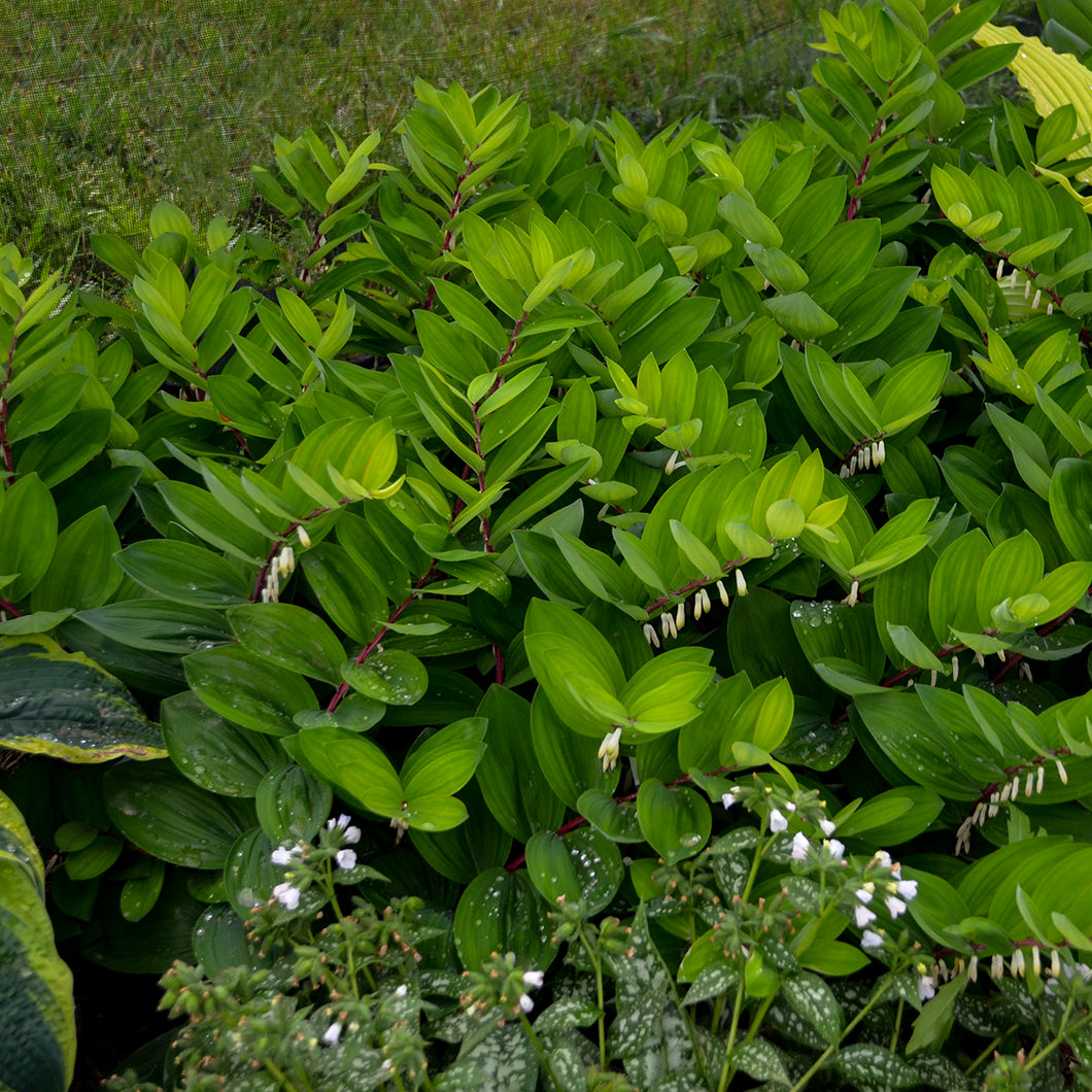 Solomon's Seal (Polygonatum odoratum 'Ruby Slippers')