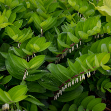 Load image into Gallery viewer, Solomon&#39;s Seal (Polygonatum odoratum &#39;Ruby Slippers&#39;)
