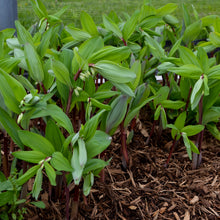 Load image into Gallery viewer, Solomon&#39;s Seal (Polygonatum odoratum &#39;Ruby Slippers&#39;)
