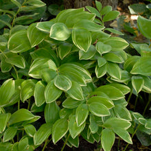 Load image into Gallery viewer, Solomon&#39;s Seal (Polygonatum odoratum &#39;Variegatum&#39;)
