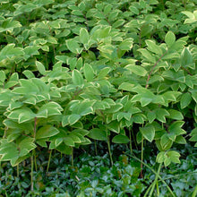 Load image into Gallery viewer, Solomon&#39;s Seal (Polygonatum odoratum &#39;Variegatum&#39;)
