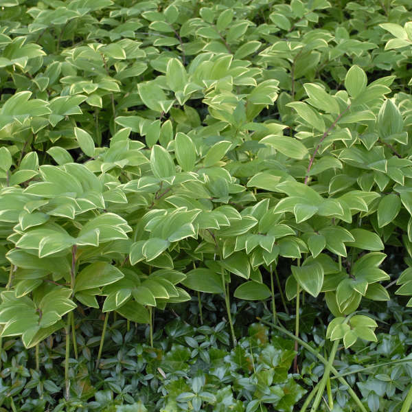 Solomon's Seal (Polygonatum odoratum 'Variegatum')