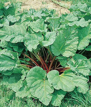 Rhubarb ('Victoria')