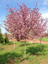 Load image into Gallery viewer, Royal Raindrops® Flowering Crabapple(Malus x Royal Raindrops)
