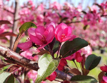 Load image into Gallery viewer, Royal Raindrops® Flowering Crabapple(Malus x Royal Raindrops)
