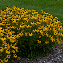 Load image into Gallery viewer, Black-Eyed Susan (Rudbeckia &#39;American Gold Rush&#39;)
