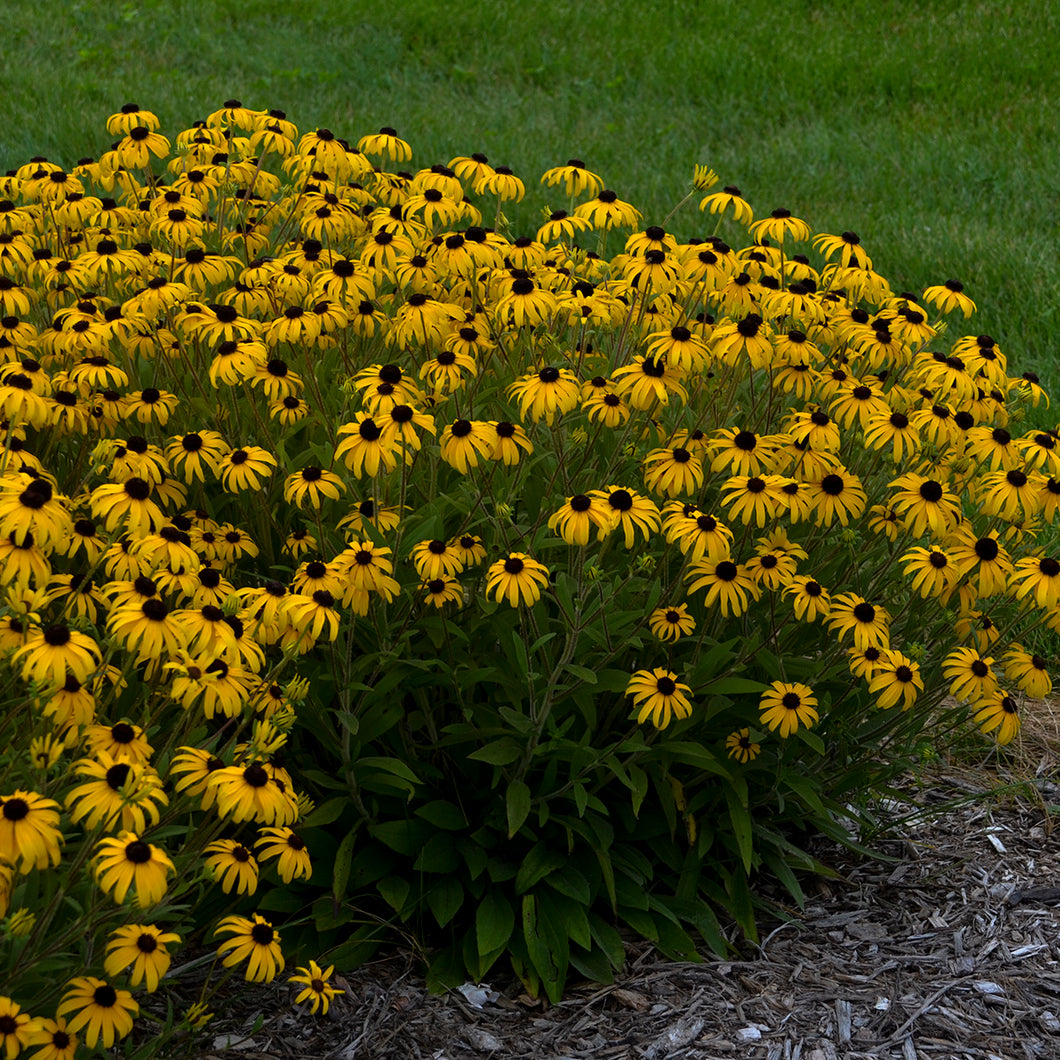 Black-Eyed Susan (Rudbeckia 'American Gold Rush')