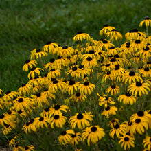 Load image into Gallery viewer, Black-Eyed Susan (Rudbeckia &#39;American Gold Rush&#39;)
