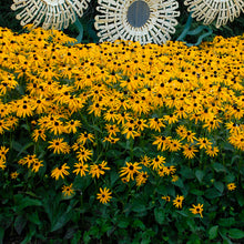 Load image into Gallery viewer, Black-Eyed Susan, Coneflower ( &#39;Goldsturm&#39;)
