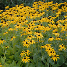 Load image into Gallery viewer, Black-Eyed Susan, Coneflower ( &#39;Goldsturm&#39;)
