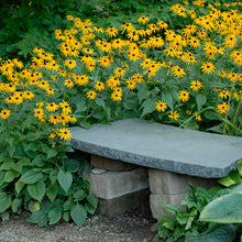 Load image into Gallery viewer, Black-Eyed Susan, Coneflower ( &#39;Goldsturm&#39;)
