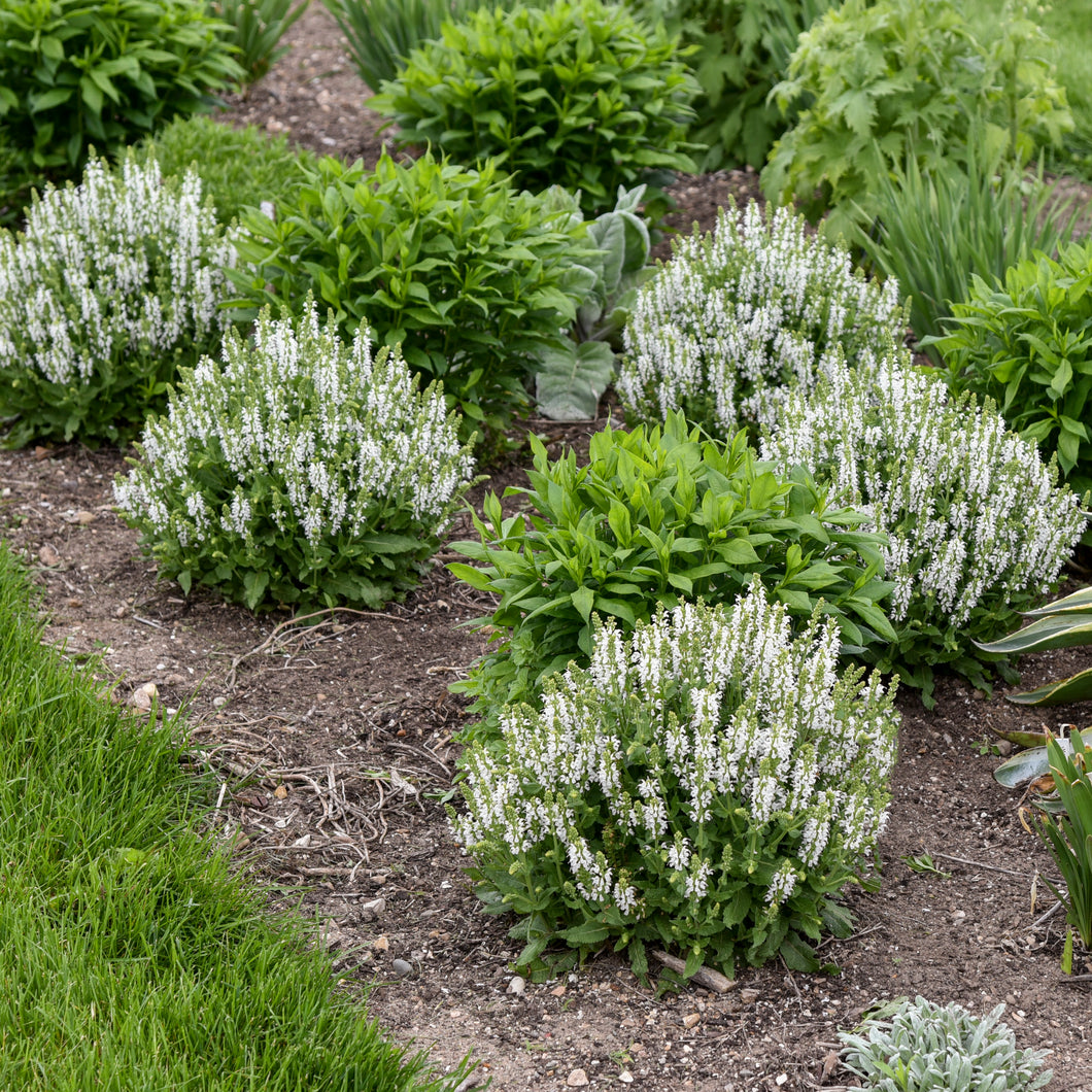 Perennial Salvia, Garden Sage (Salvia nemorosa 'Bumblesnow')