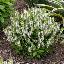 Load image into Gallery viewer, Perennial Salvia, Garden Sage (Salvia nemorosa &#39;Bumblesnow&#39;)
