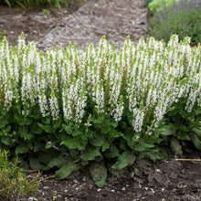 Load image into Gallery viewer, Perennial Salvia, Garden Sage (Salvia nemorosa &#39;Bumblesnow&#39;)
