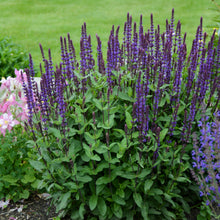 Load image into Gallery viewer, Perennial Salvia, Garden Sage (Salvia nemorosa &#39;Caradonna&#39;)
