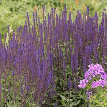 Load image into Gallery viewer, Perennial Salvia, Garden Sage (Salvia nemorosa &#39;Caradonna&#39;)
