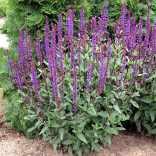 Load image into Gallery viewer, Perennial Salvia, Garden Sage (Salvia nemorosa &#39;Caradonna&#39;)
