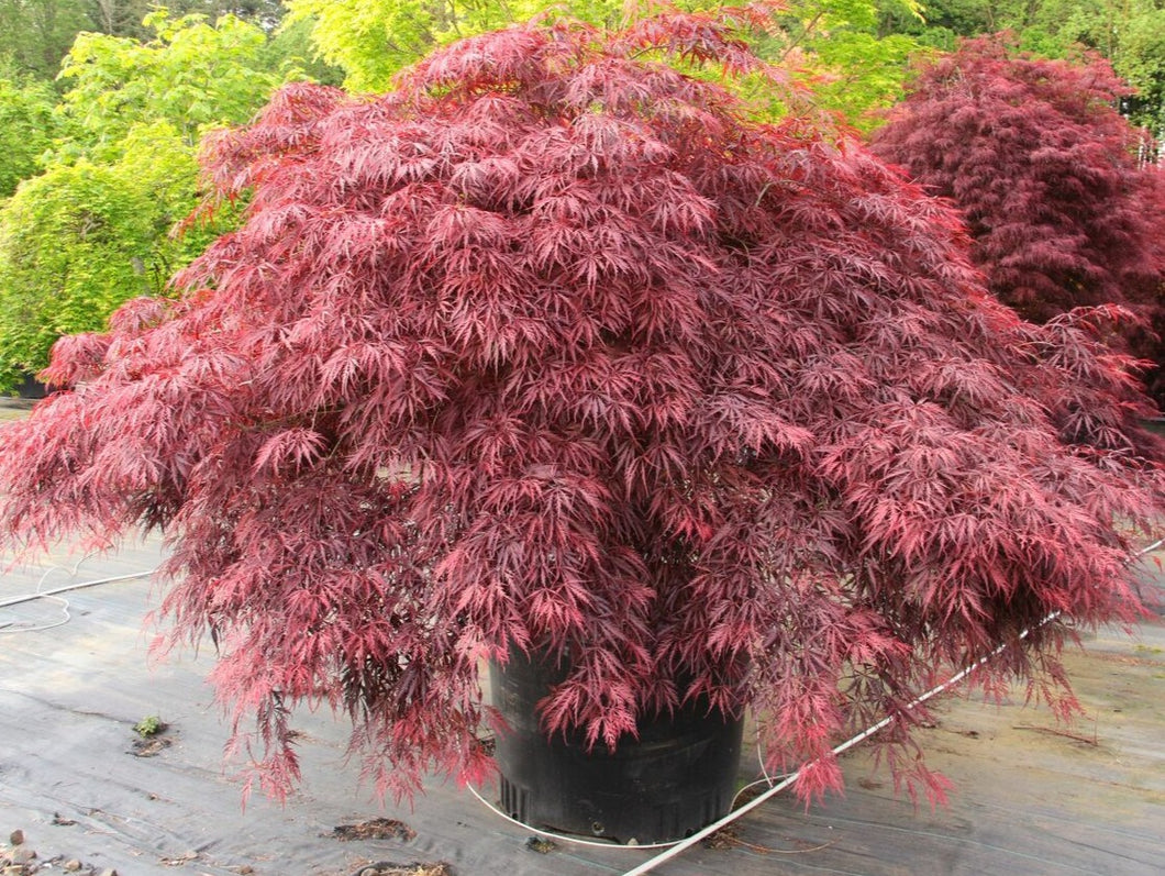 Red Dragon Japanese Maple (acer palmatum  dissectum 'red dragon')