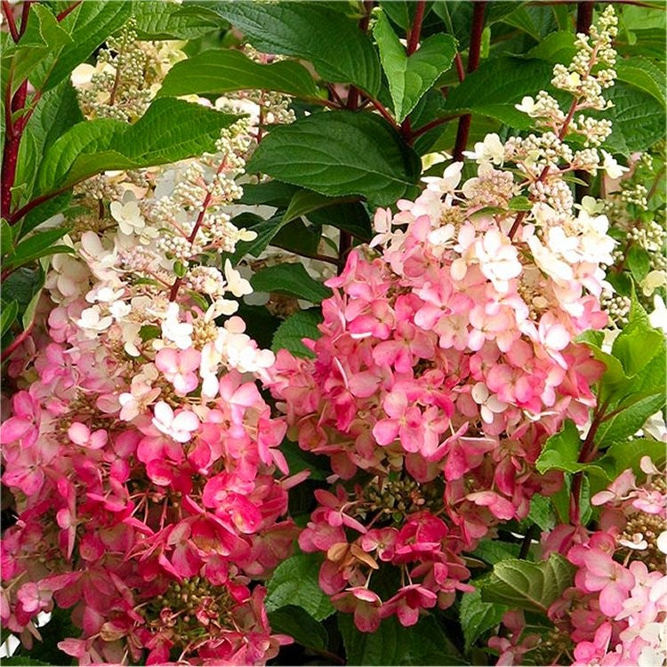 Hydrangea Paniculata 'Red Diamond'